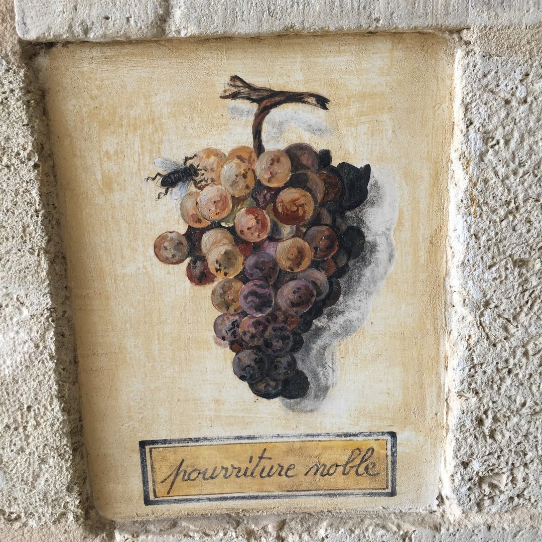 Throwback to a visit to Château d’Yquem, 6/7