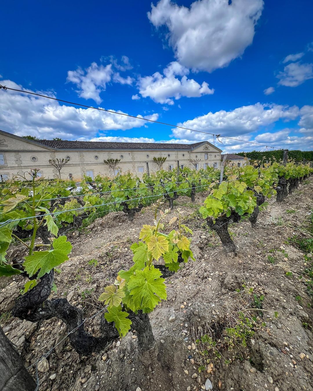 Château d’Yquem, Sauternes 2021, 3/3